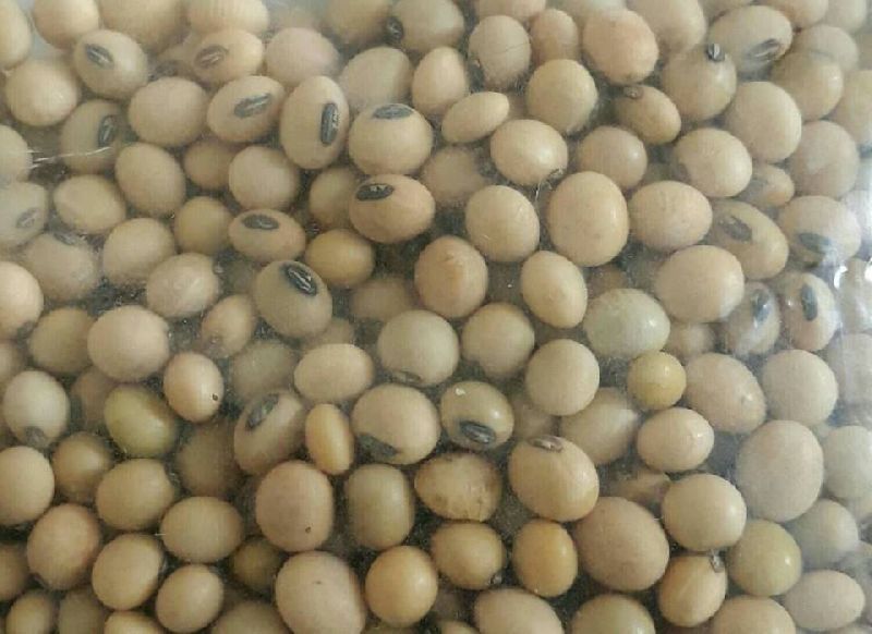 Soya Bean by Private, Soya Bean from Durban South Africa ID 4400420