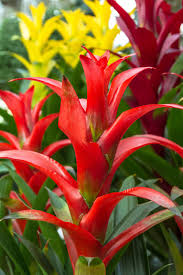 Bromeliad Plants