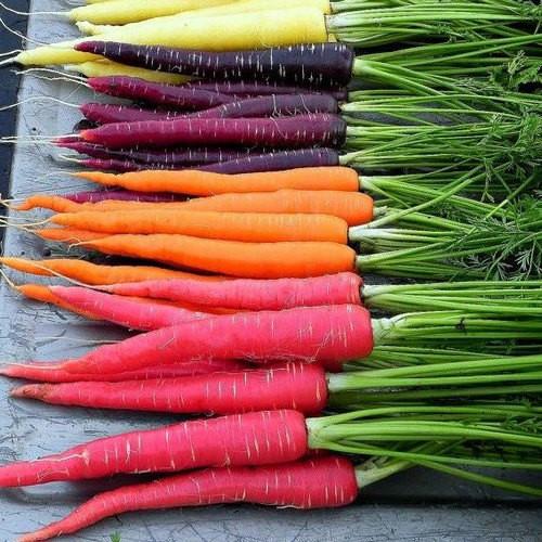 Fresh Carrot