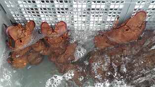 slipper lobster price
