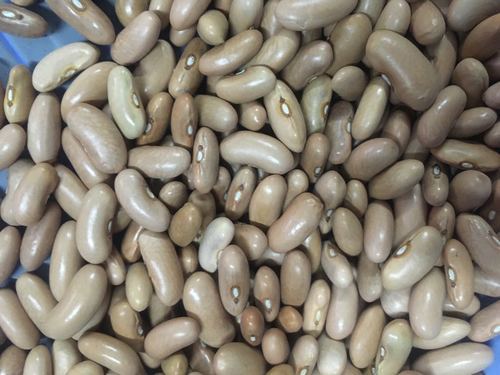 Arka Komal Beans Seeds