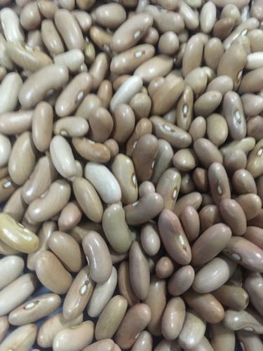 Selection 9 French Bean Seeds