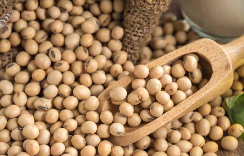 Soybean seed, Shelf Life : 12 Months