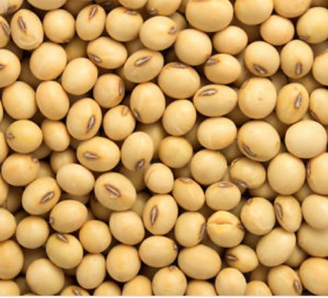 soyabean beans