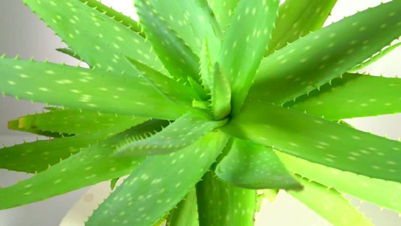 Organic Large Aloe Vera Plant, for Cosmetic, Medicines, Feature : Easy To Grow, Well Drained