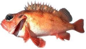 Atlantic Ocean Perch