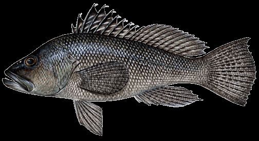Black Sea Bass