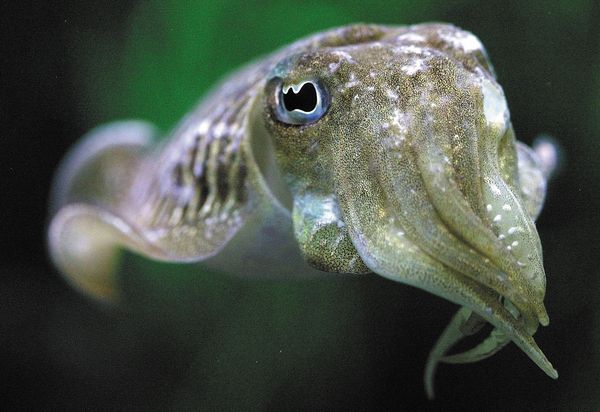 Cuttlefish