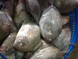 Frozen Black Pomfret Fish