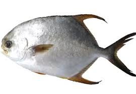 Golden Pomfret