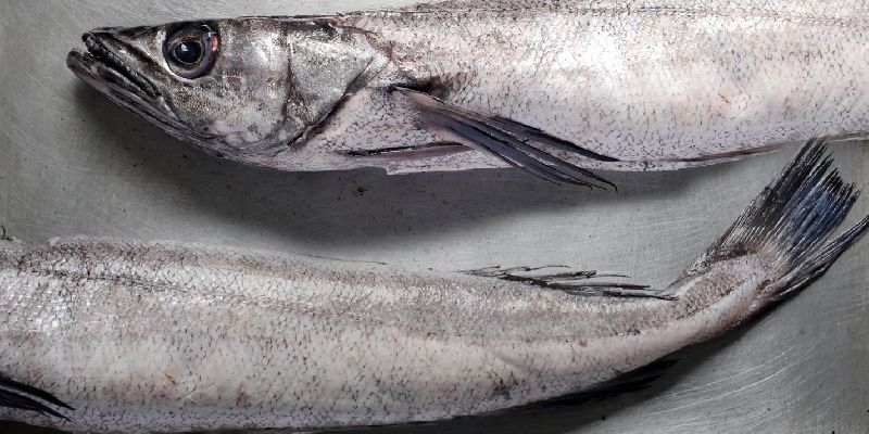 Hake Fish