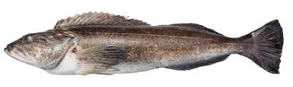 Lingcod Fish