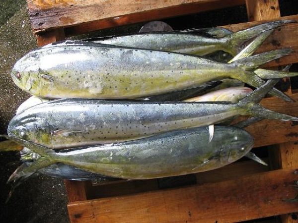 mahi mahi fish
