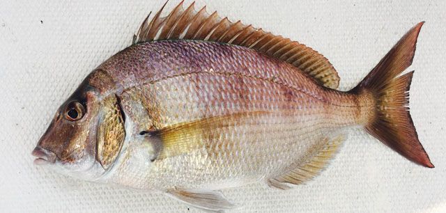 Scup Fish