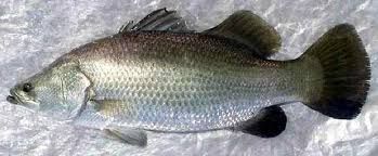 Seabass Barammundi
