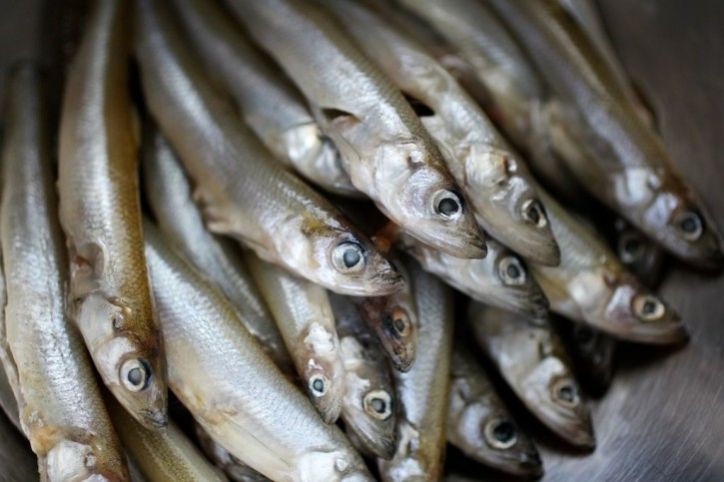 Smelt Fish