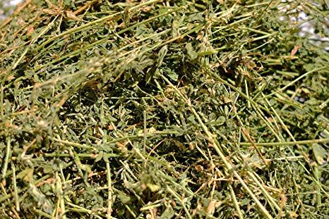 Alfalfa Hay Grass