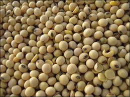 Soybeans Seeds