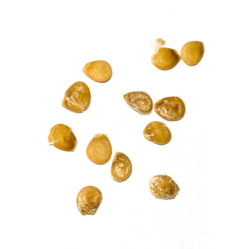 Tomato Seeds
