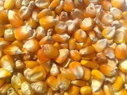 Yellow Maize Animal Feed