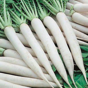 Fresh White Radish