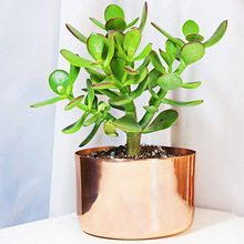 Copper Polished Planter Pot Succulent, Feature : Eco-Friendly