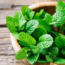 Leaves Peppermint Essential Oil