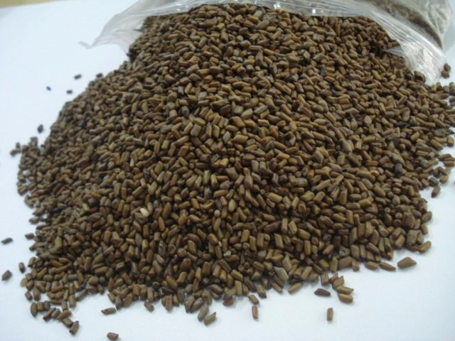 Raw Cassia Tora Seeds, Color : Light Brown