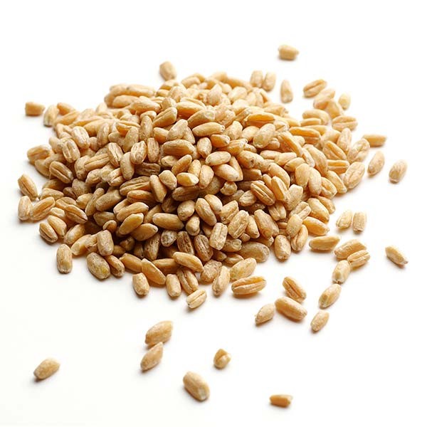 wheat grain