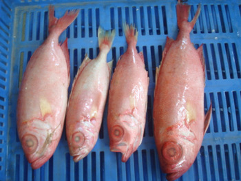 Alfonsino fish