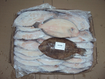 Frozen Flounder, Certification : BRC, EEC, FDA, HACCP, ISO, KOSHER