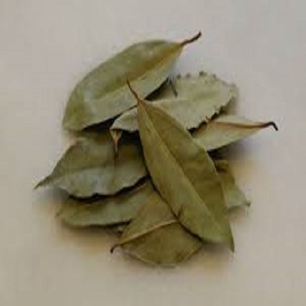 EVERGREEN BAY LEAVES, Color : green