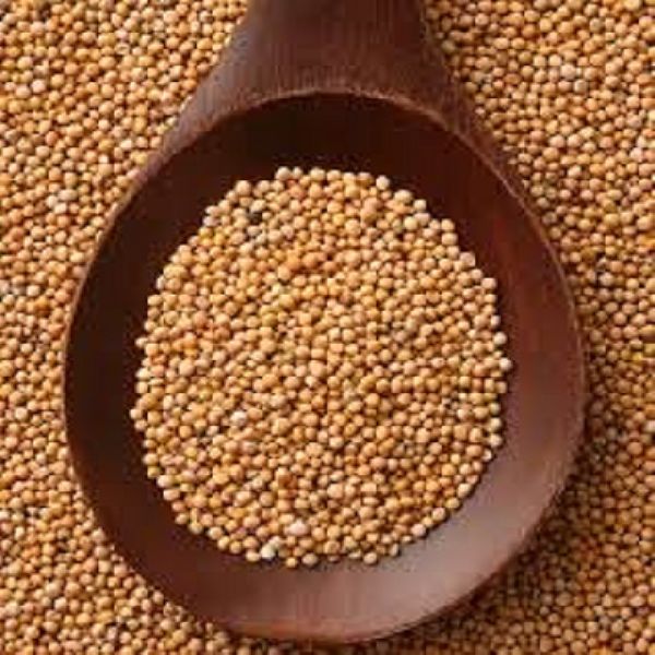 EVERGREEN Mustard Seeds Yellow, Style : Dried