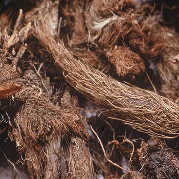 Natural Jatamansi Root