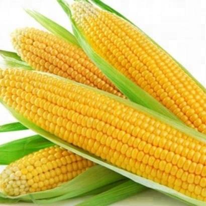 BESC sweet baby corn, Certification : ISO