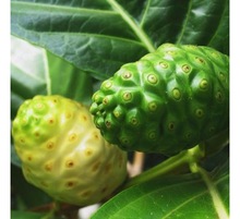 morinda citifolia fruit