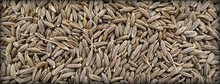 cumin seeds