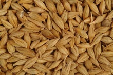 Barley Seed