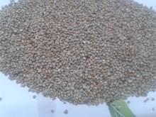 Green Bold Millet