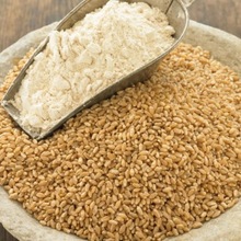 Wheat flour of haryana origin, Model Number : 401