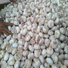 Common fresh garlic, Style : Dried