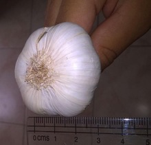 Fresh Indian Garlic