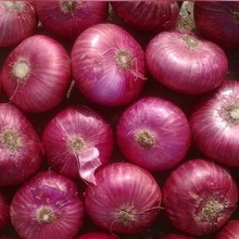 Nasik Onion-