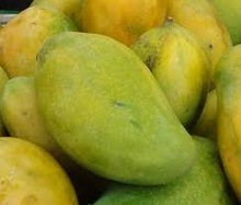 Fresh mango, Grade : PREMIUM A++