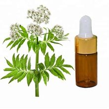 Valerian Root Extract Essential Oil, for Daily Flavor, Industrial Flavor