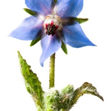 Borage Carrier Oil, Certification : CE, EEC, FDA, GMP, MSDS, HACCP, KOSHER, ISO, WHO