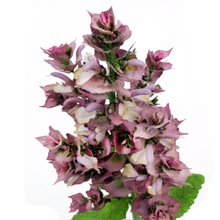 AROMAAZ INTERNATIONAL Clary Sage Hydrosol, Certification : FDA, GMP, MSDS, USDA, ISO, GMP, HACCP, WHO, HALAL