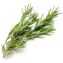 Essential Rosemary Oil