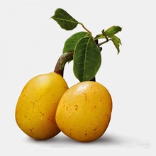 Marula Oil, Certification : CE, EEC, FDA, GMP, MSDS, HACCP, KOSHER, ISO, WHO