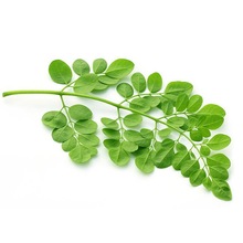 Moringa Oil